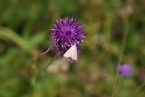 Brombeer Zuensler (1)